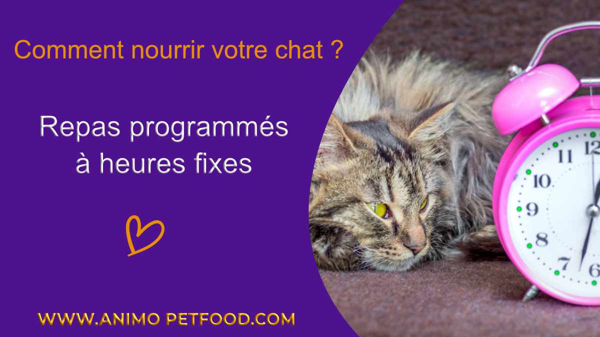 comment-nourrir-votre-chat-repas-programmes-a-heures-fixes